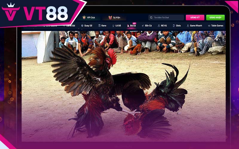 Cược Meron là thể loại cược đá gà trực tiếp được nhiều người lựa chọn nhất